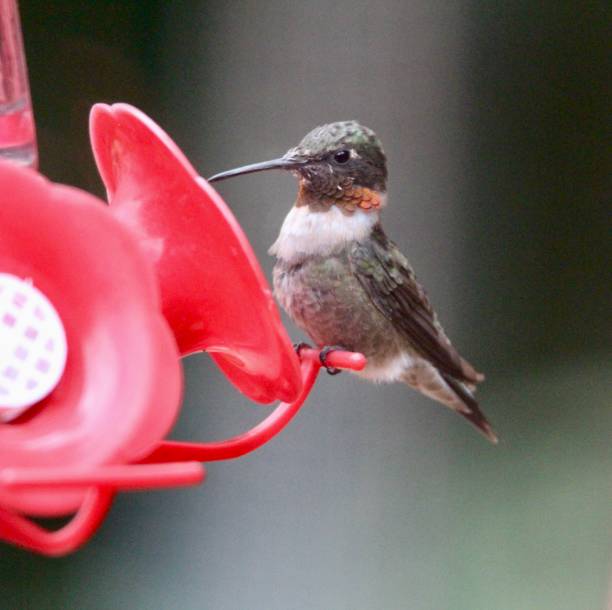 istock Red neck hummingbird 1415650578
