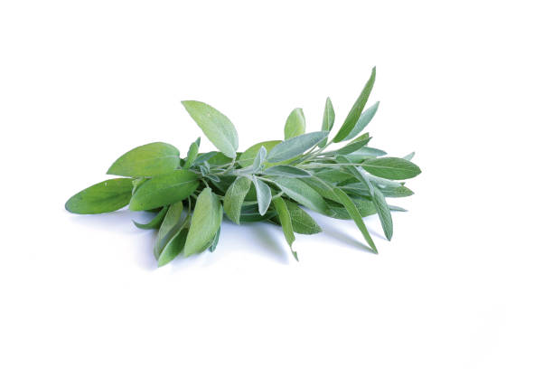 istock A sprig of sage with leaves. 1415650726