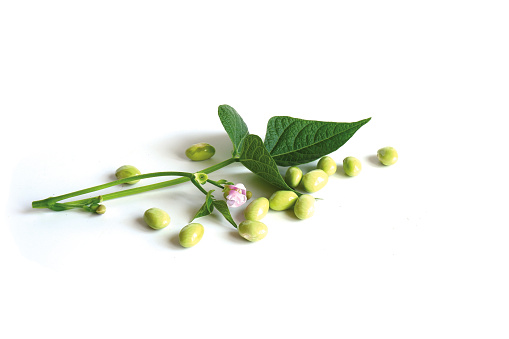 Ripe green grain beans with leaves and flower isolated on a white background. Culinary template.