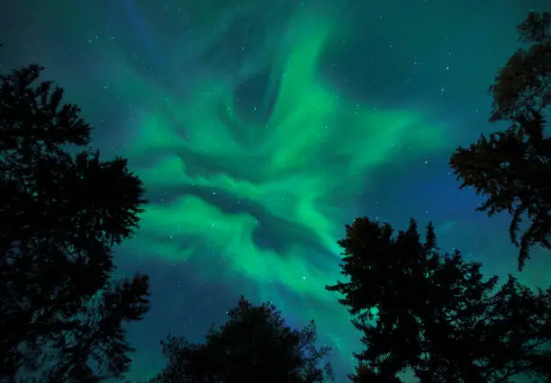 Photo of Aurora Borealis, Northern lights, above tall conifer trees.