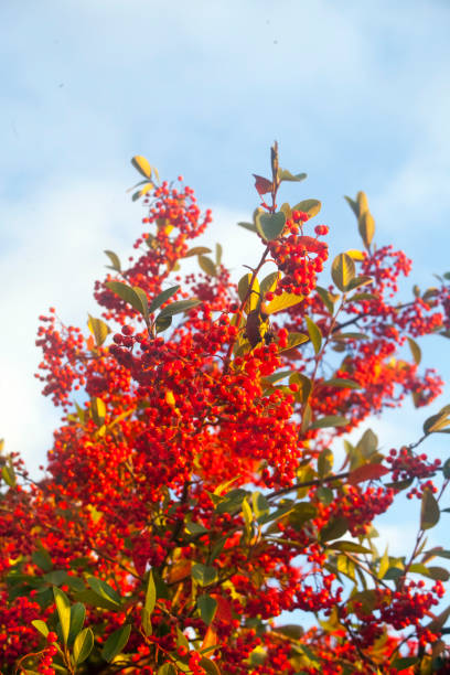 istock Holly bush, red berries and clear sky. 1415651086