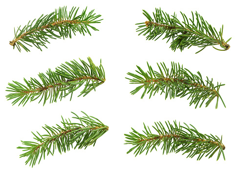 Set of cute fir branches for floral decor. Isolated without shadow. Green spruce branches close-up. Christmas. New Year .Season of greetings.