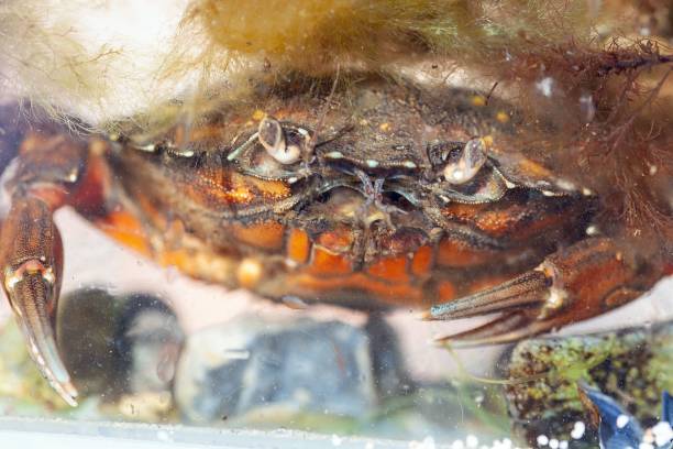 istock Green shore crab, Carcinus maenas 1415654679