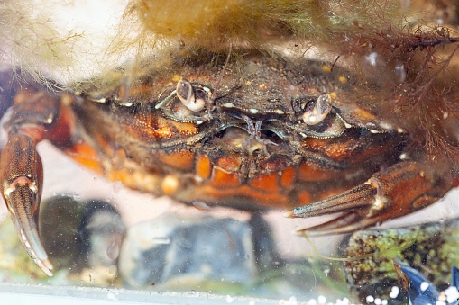 Portrait of a green shore crab, Carcinus maenas