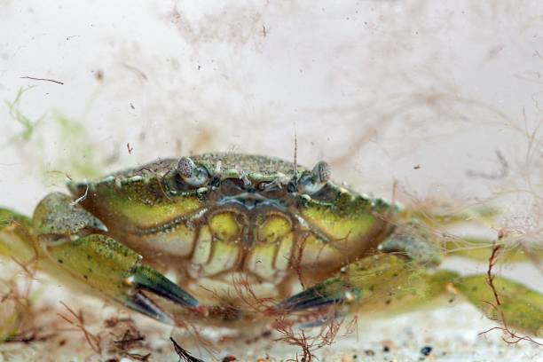istock Green shore crab, Carcinus maenas 1415654954