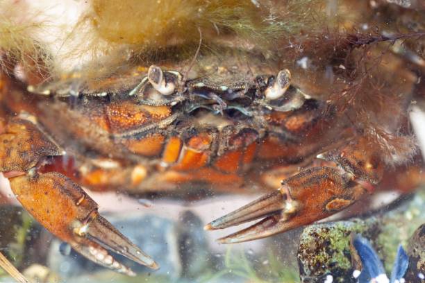 istock Green shore crab, Carcinus maenas 1415655007