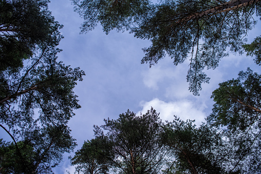 a view of the sky in a pine forest, blue sky