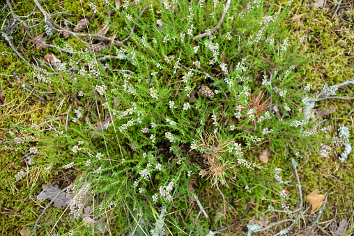 wild heather in the forest, natural forest plant