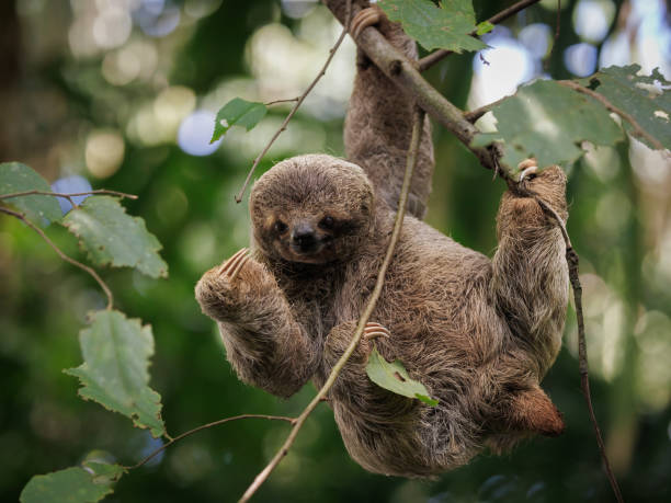 Sloth in Costa Rica stock photo