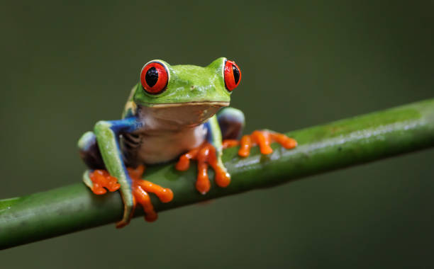 raganella dagli occhi rossi in costa rica - red frog foto e immagini stock