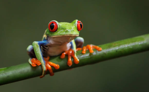 istock Red-eyed Tree Frog in Costa Rica 1415655789
