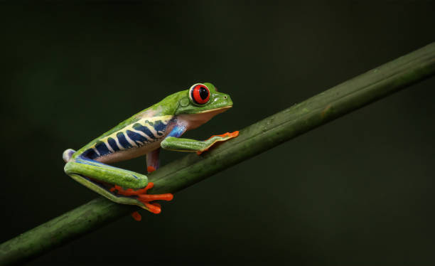 istock Red-eyed Tree Frog in Costa Rica 1415655796