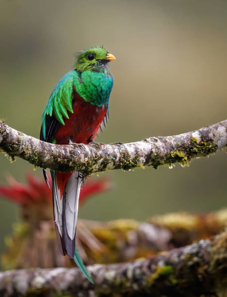 istock Resplendent Quetzal in Costa Rica 1415655812