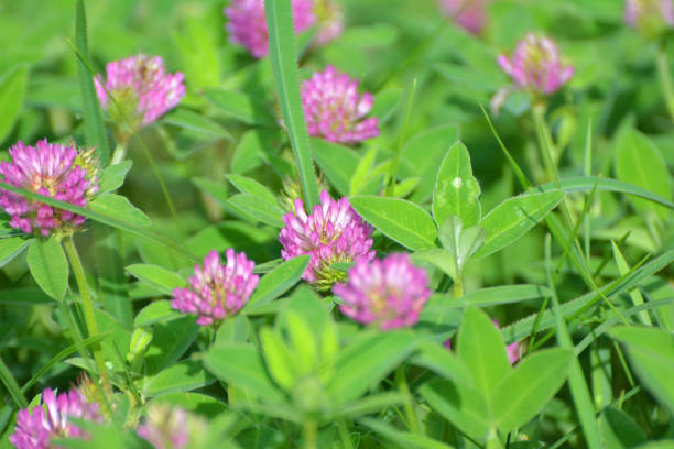 istock Clover (Trifolium medium) blooms in a meadow among grasses 1415656135