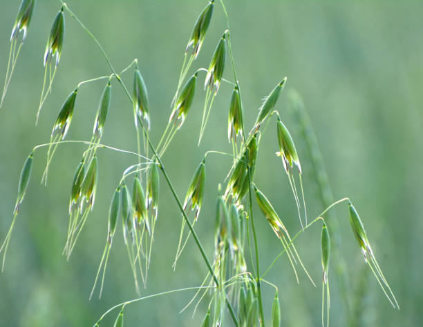 Wild oats grow in the field (Avena fatua, Avena ludoviciana) Wild oats like weeds growing in a field (Avena fatua, Avena ludoviciana) avena fatua stock pictures, royalty-free photos & images