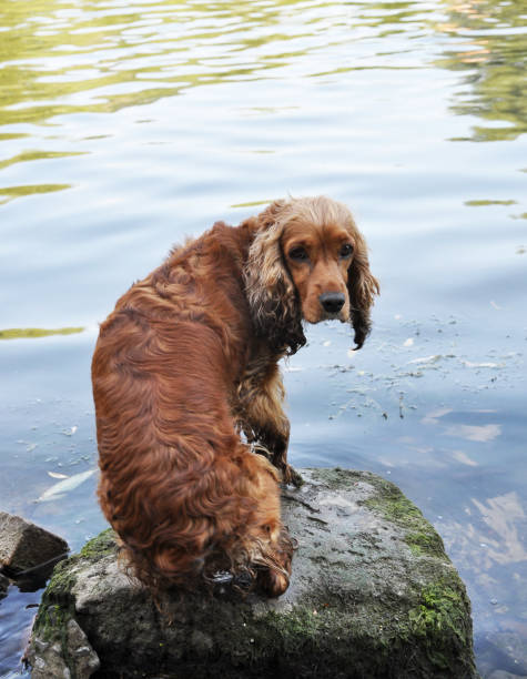 istock Dog breeds English Cocker Spaniel 1415657030