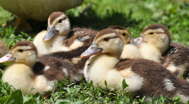 istock Young ducks of musk breed (Cairina moschata) 1415657526
