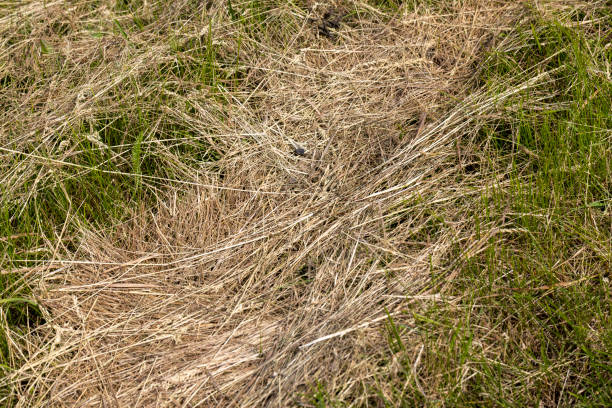istock Drying of grass for obtaining and storing hay 1415657865