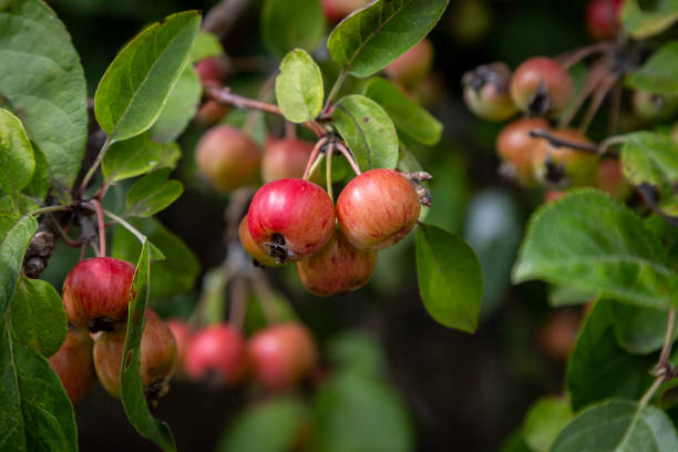 A close up of crab apples on a tree, on a sunny summer day Ripening crab apples on a tree in summer, with a shallow depth of field crab apple tree stock pictures, royalty-free photos & images