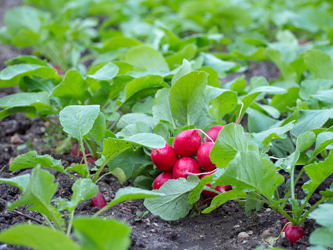 Freshly harvested natural organic radishes in the garden close-up