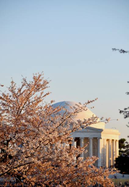 istock Jefferson Memorial Cherry Blossoms 1415658787