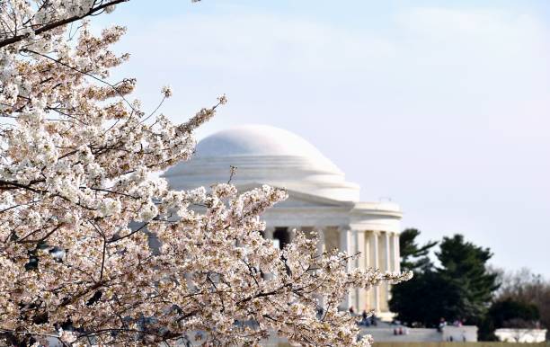 istock Jefferson Memorial Cherry Blossoms 1415658804