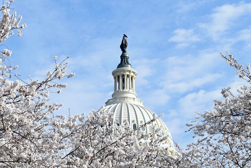 Capitol Building Cherry Blossoms
