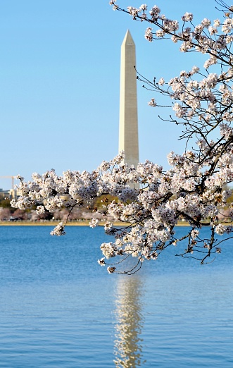 Washington Monument Cherry Blossoms