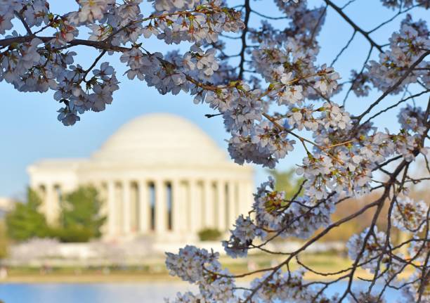 istock Jefferson Memorial Cherry Blossoms 1415658880
