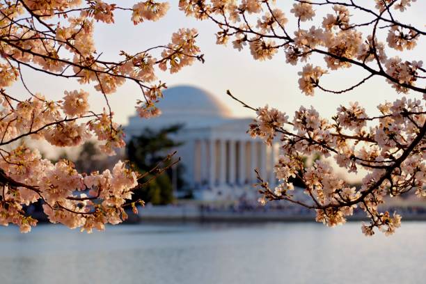 istock Jefferson Memorial Cherry Blossoms 1415659015