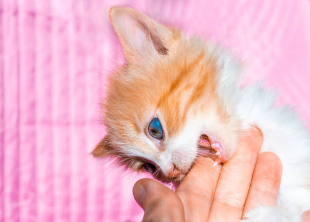 Cute blue eyed kitten portrait looking up with curious, innocent expression  soft white tabby fur, close up studio headshot, blurred background