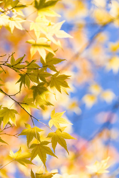 gelbe herbst blätter - autumn japanese maple maple tree selective focus stock-fotos und bilder