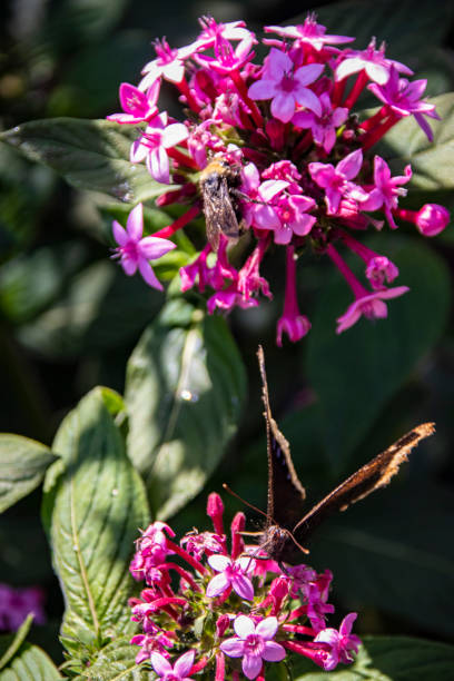 istock Morning Cloak Butterfly 1415660671
