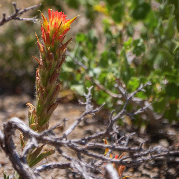istock Red Indian Paintbrush(Castilleja) in El Dorado NF 1415661192