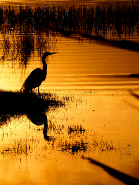istock golden silhouette stork 1415663930