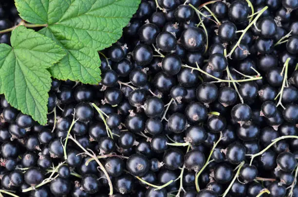 Ripe black currant berries on a full frame as a background. Concept organic gardening.