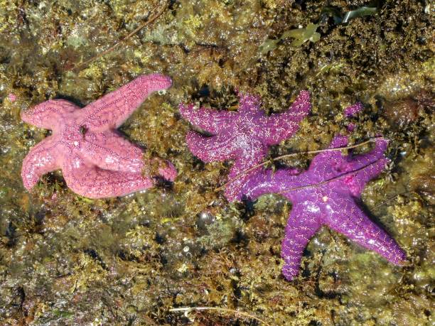 istock Sea Stars on an Island 1415666329