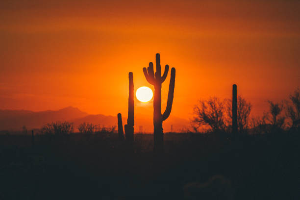 Cactus silhouettes in the Arizona mountains in Phoenix, Arizona, United States