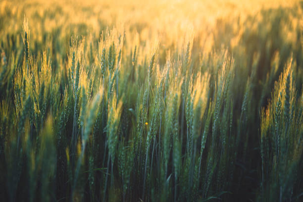 istock Wheat field, Palouse, Eastern Washington 1415666985