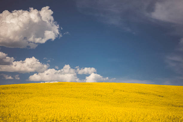 istock Canola field, Palouse, Eastern Washington 1415667010