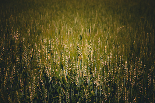 Wheat field, Palouse, Eastern Washington in United States, Washington, Colfax