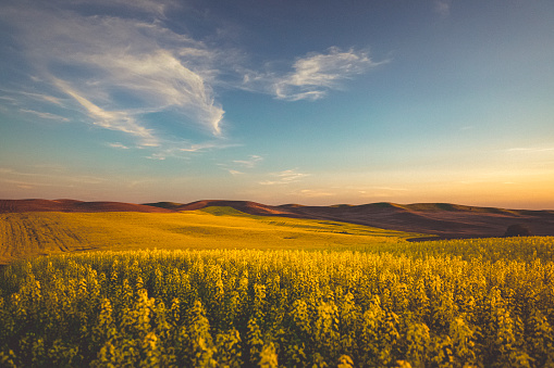 Yellow and green fields, Palouse, Eastern Washington in United States, Washington, Colfax
