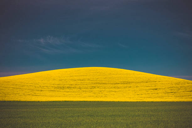 Yellow and green fields, Palouse, Eastern Washington in United States, Washington, Colfax