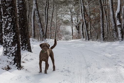 Brown poodle off-leash standing in snowy landscape in Dennis, Massachusetts, United States