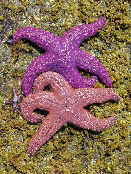 istock Sea Stars on an Island 1415667058