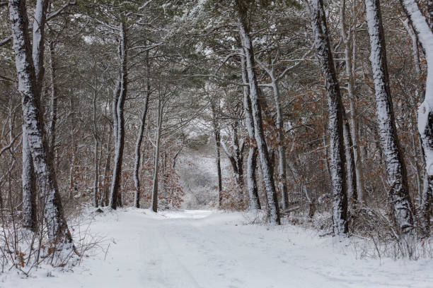 Road leading through dreamy snow-covered landscape in Dennis, Massachusetts, United States