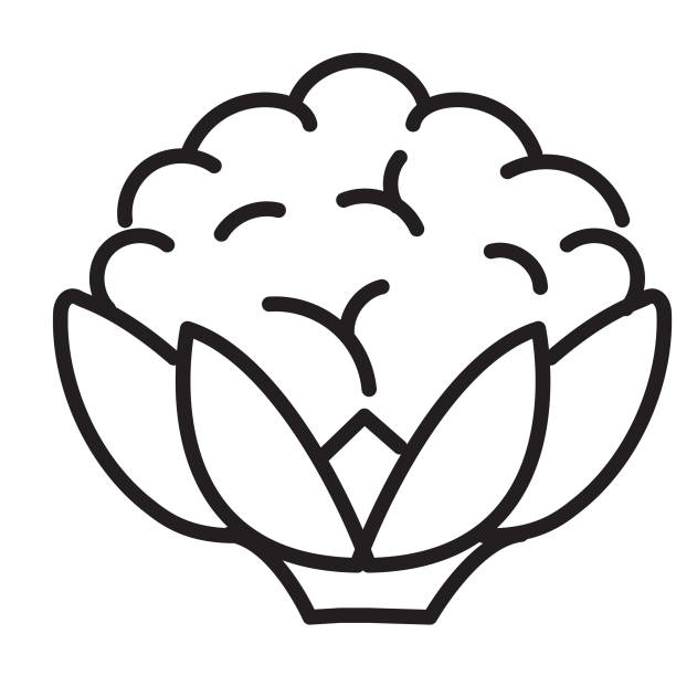 ilustrações, clipart, desenhos animados e ícones de inteira e fatiada couve-flor vegetal fina linha ícone - traço editável - cauliflower white backgrounds isolated