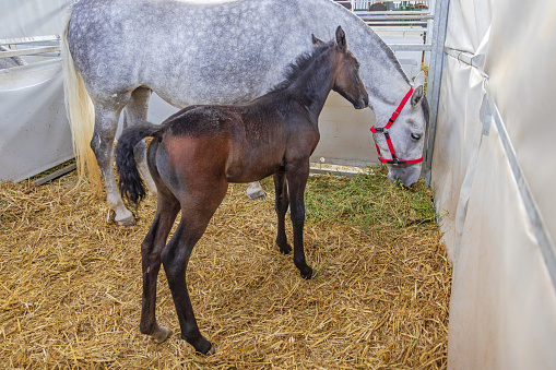Small Newborn Foal Horse With White Mare in Stable