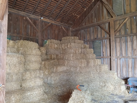 Cows in the stable feed hay. Organic agriculture, animal welfare and organic meat
