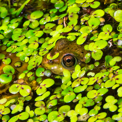 Pool frog (Pelophylax lessonae) outdoor